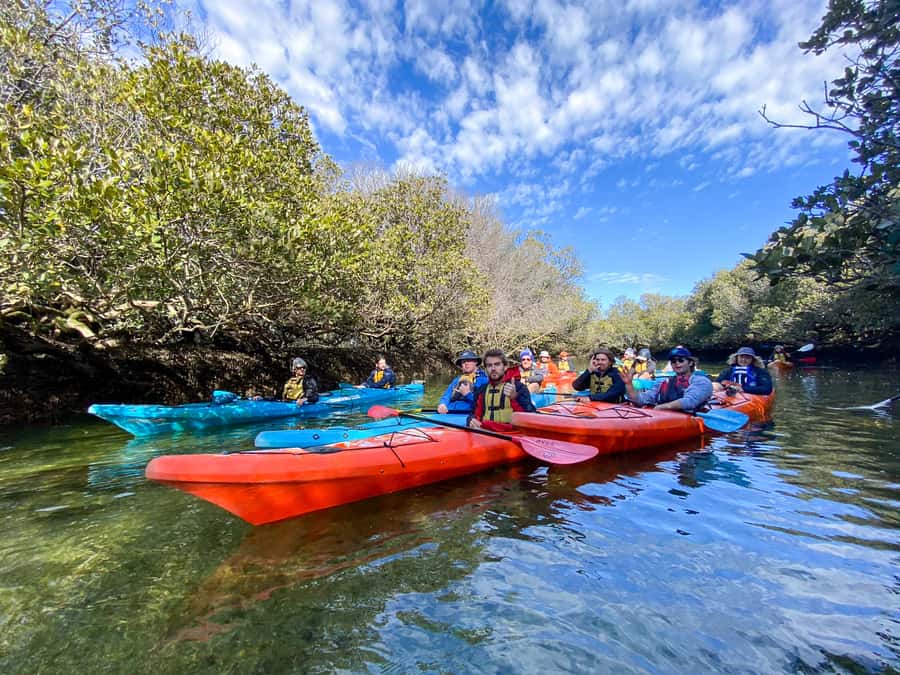 Dolphin Sanctuary and Ships Graveyard Kayak Tour - Dolphin Sanctuary Moments: What You’re Really Looking For