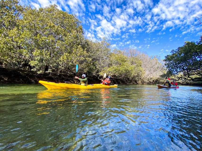 Dolphin Sanctuary and Ships Graveyard Kayak Tour - Price and Value: Is $55 for 3 Hours Fair?