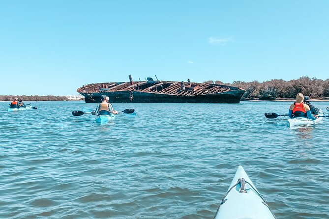 Dolphin Sanctuary Kayak Tour Adelaide - Dolphins in the wild: what to realistically expect