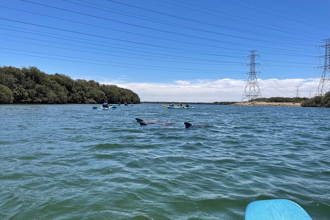 Dolphin Sanctuary Kayak Tour Adelaide - Mangroves and shipwreck chances: the adventure beyond dolphins