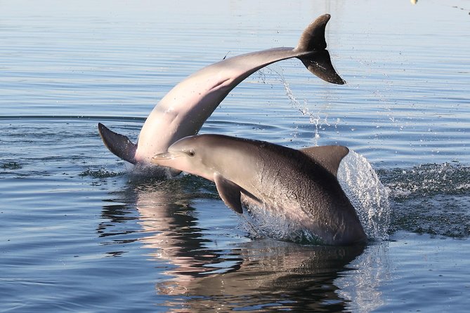 Dolphin Sanctuary Kayak Tour Adelaide - Price and value: is $56.66 fair for Adelaide?