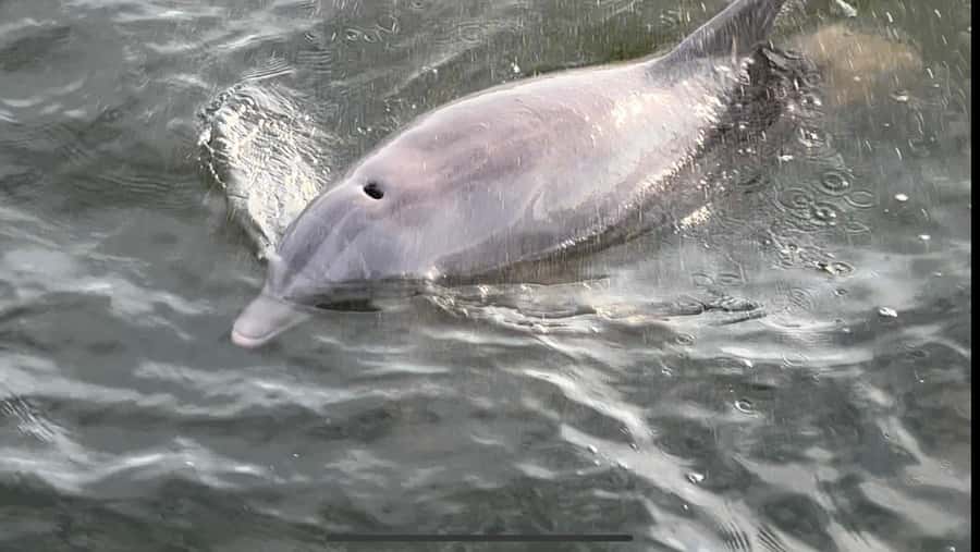 Dolphin & Scenic Bay Sightseeing Cruise Up to 49, Pensacola - Dolphin Spotting From a High Perch Off Pensacola Beach