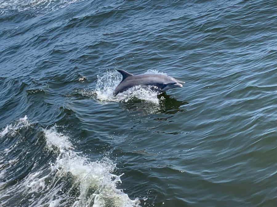 Dolphin & Scenic Bay Sightseeing Cruise Up to 49, Pensacola - Safety, Rules, and How to Be a Good Dolphin Neighbor