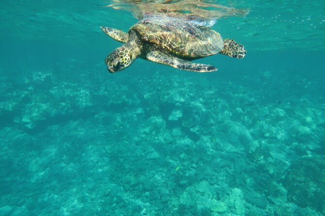 Dolphin, Sea Cave, Captain Cook, Kealakekua Bay Reef Snorkeling - Sea Caves, Lava Tubes, and Coves: What to Expect Near the Rock Features
