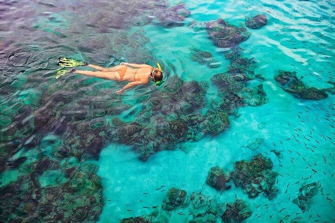 Dolphin, Sea Cave, Captain Cook, Kealakekua Bay Reef Snorkeling - Small Group Energy: Why the Crew Makes or Breaks It
