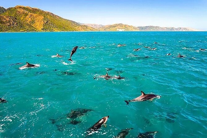 Dolphin, Sea Cave & Captain Cook Snorkel Combo in Kealakekua Bay - Key highlights you should know before you go