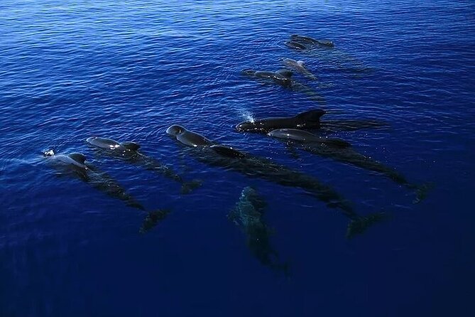 Dolphin, Sea Cave & Captain Cook Snorkel Combo in Kealakekua Bay - Sea cave snorkeling and coastline cruising: when the plan changes