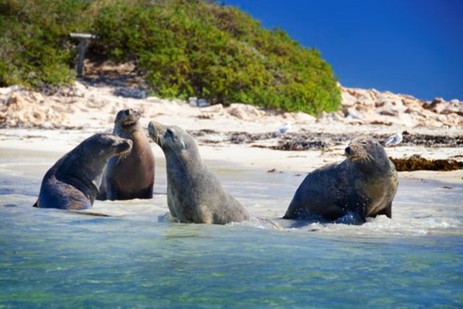 Dolphin, Sea Lion and Penguin Island Cruise - Dolphins, Sea Lions, and Penguin Island in Just One Hour