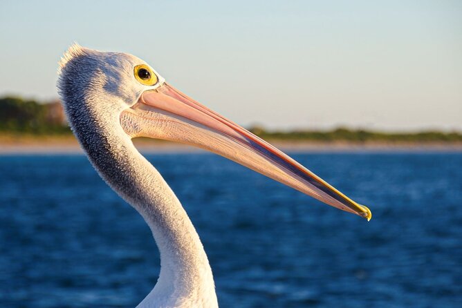 Dolphin, Sea Lion and Penguin Island Cruise - How the guides change the whole feel of the cruise