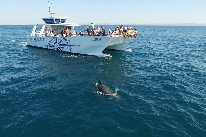 Dolphin Search - Dolphin Quest - Price, Value, and What You’re Actually Paying For
