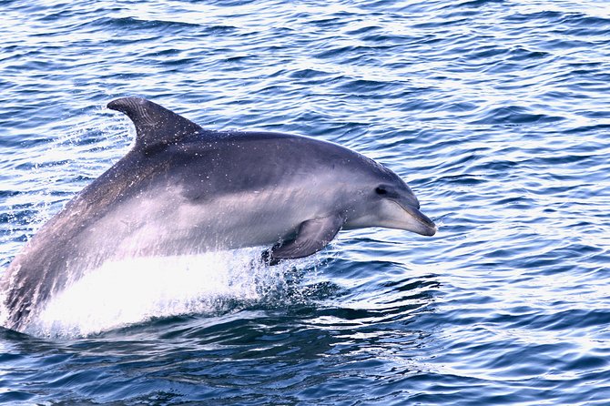 Dolphin Search - Dolphin Quest - Who This Tour Fits Best (and Who Might Want Another Option)