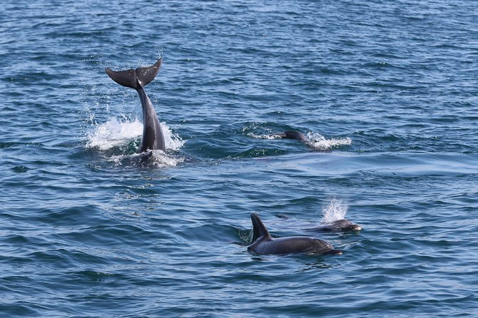 Dolphin Search - Dolphin Quest - Timing, Group Size, and Getting the Most Out of Your Time