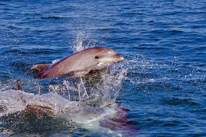 Dolphin Search - Dolphin Quest - Practical Notes Before You Go