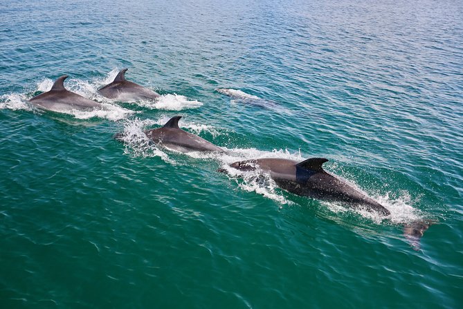 Dolphin Search - Dolphin Quest - Should You Book Dolphin Quest in the Algarve?