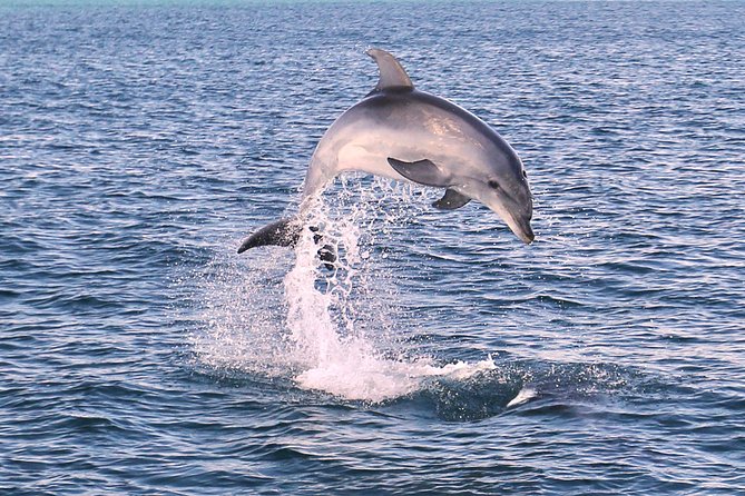 Dolphin Search - Dolphin Quest - How Often Do You See Dolphins? The Realistic Answer