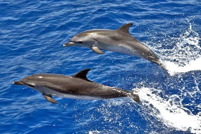 Dolphin Searching Tour in Puerto de Mogán ("KEEPER UNO" Boat) - Key things I’d plan around