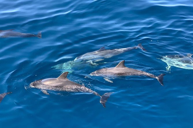 Dolphin Searching Tour in Puerto de Mogán ("KEEPER UNO" Boat) - Comfort checklist: sea sickness, space, and even smoking