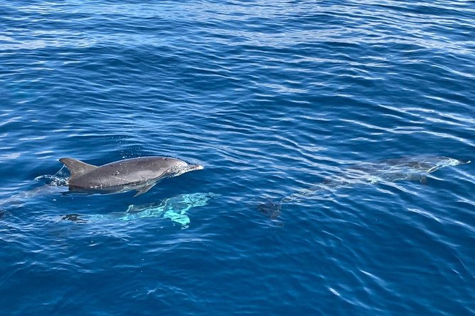 Dolphin Searching Tour in Puerto de Mogán ("KEEPER UNO" Boat) - Price and value: does $102.80 make sense?