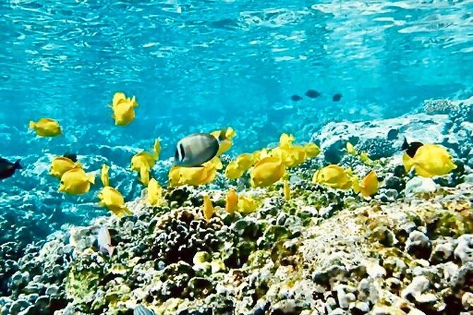 Dolphin & Seasonal Whale Watching, Turtle Snorkeling - Price and what you actually get for $166.49