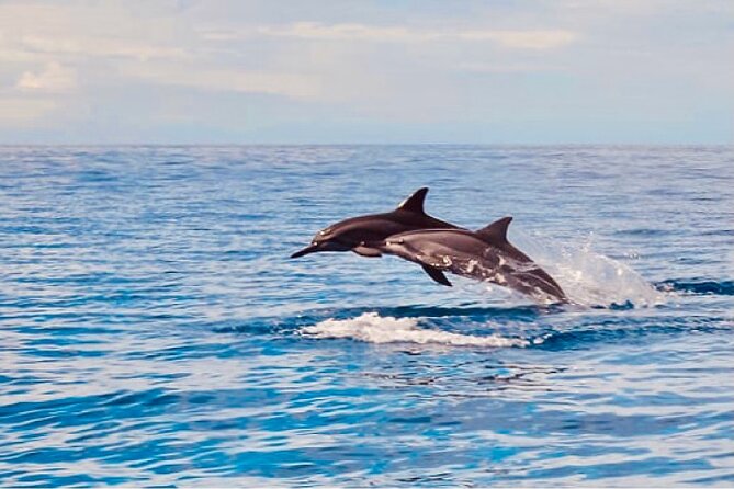 Dolphin & Seasonal Whale Watching, Turtle Snorkeling - Where you’ll go: Waiʻanae Harbor and the West Coast plan