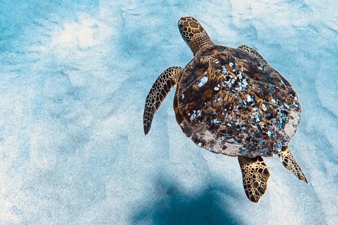 Dolphin & Seasonal Whale Watching, Turtle Snorkeling - Snorkeling for turtles and reef fish: what to expect (and how to maximize it)