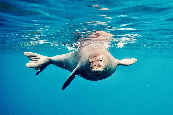Dolphin & Seasonal Whale Watching, Turtle Snorkeling - Lunch, snacks, and onboard comfort that affect real enjoyment