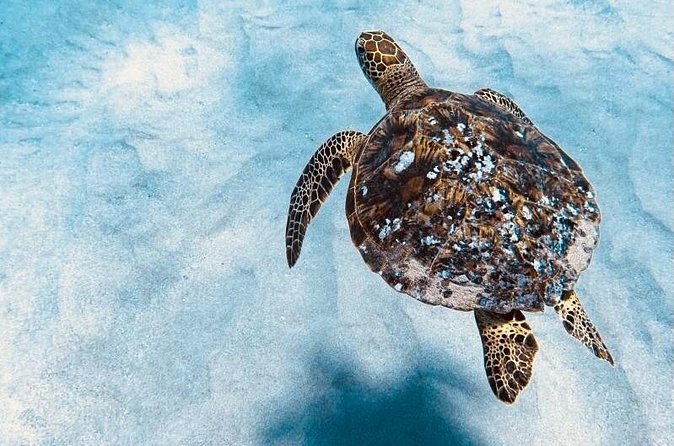 Dolphin & Seasonal Whale Watching, Turtle Snorkeling - Who this tour suits best (and who might want a Plan B)