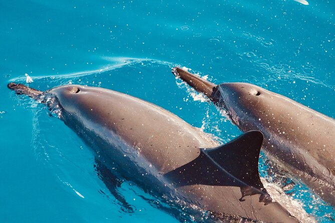 Dolphin & Seasonal Whale Watching, Turtle Snorkeling - The 3-hour timeline: pickup, check-in, cruise, snorkel, back to port