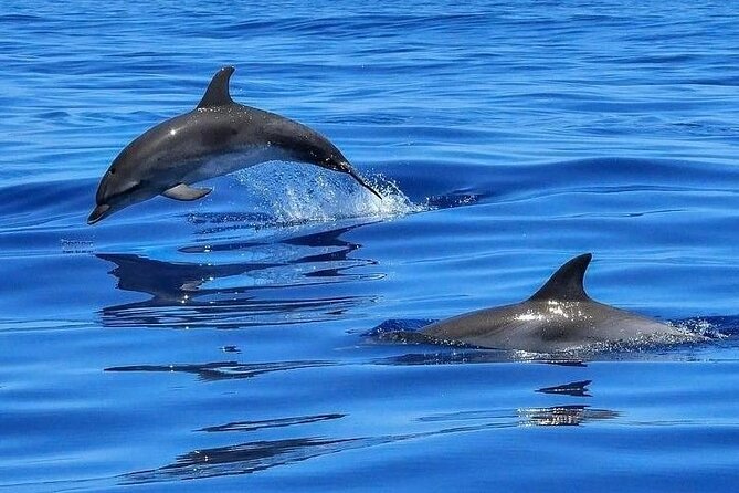 Dolphin Shelling Snorkeling Cruise in Tampa - Key things to know before you go