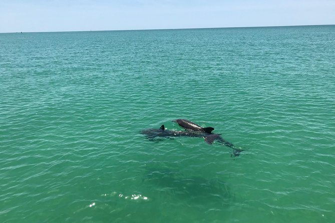 Dolphin Shelling Snorkeling Cruise in Tampa - Why Shell Key Preserve is the star of this cruise