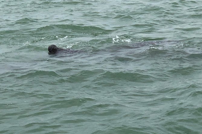 Dolphin Shelling Snorkeling Cruise in Tampa - Snorkeling gear, coolers, and what to pack