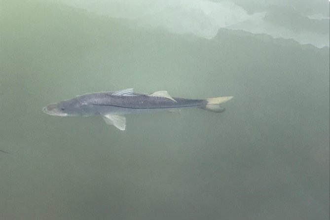 Dolphin Shelling Snorkeling Cruise in Tampa - Timing and the Madeira Beach start: what your 3 to 3.5 hours really feels like