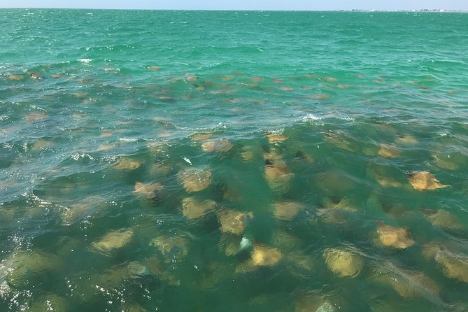 Dolphin Shelling Snorkeling Cruise in Tampa - Shelling, sand dollars, and what you’ll actually see at the preserve