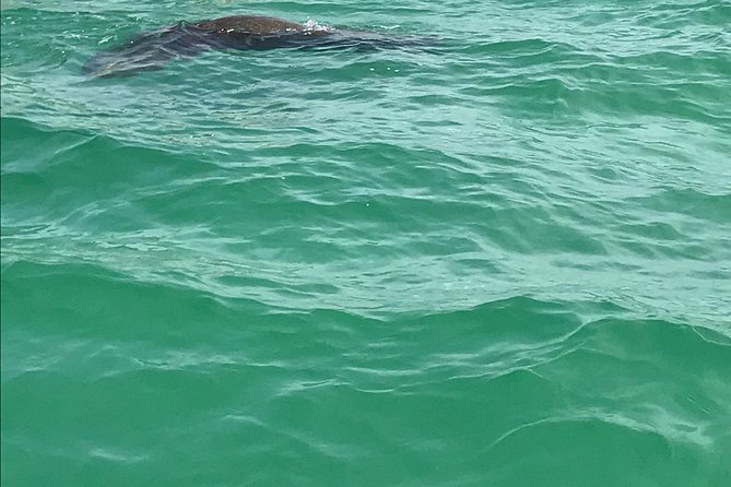 Dolphin Shelling Snorkeling Cruise in Tampa - Weather reality: when snorkeling is great and when it’s more shell-first