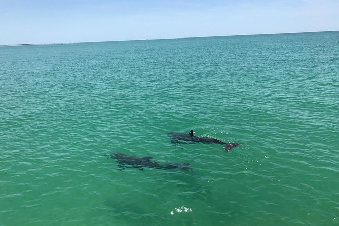 Dolphin Shelling Snorkeling Cruise in Tampa - Price and value: is $66.57 worth it for your kind of day?