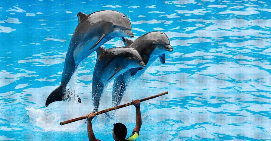 Dolphin Show Free Transfer From Alanya, Side, Kemer,Antalya - Key highlights to know before you go