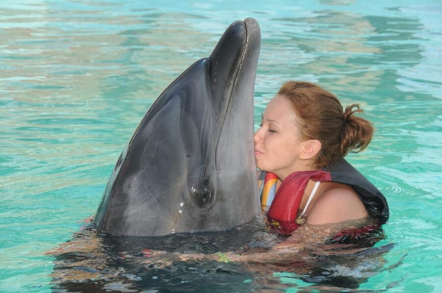 Dolphin Show Free Transfer From Alanya, Side, Kemer,Antalya - Should You Book This Dolphin Show With Free Transfer?