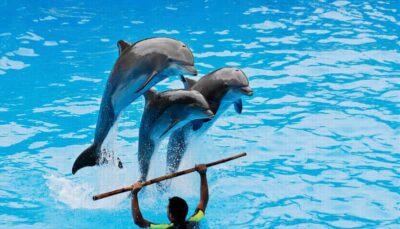 Dolphin Show Free Transfer From Alanya, Side, Kemer,Antalya - The 3-Hour Rhythm: How the Timing Usually Works