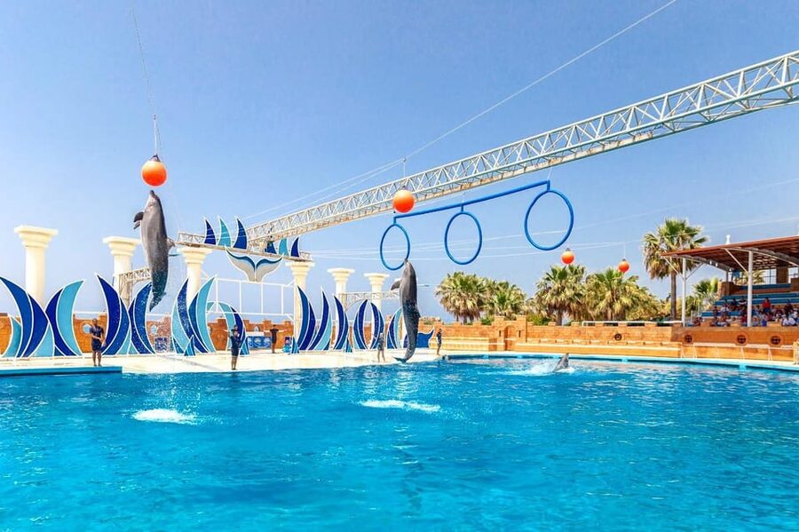 Dolphin Show Free Transfer From Alanya, Side, Kemer,Antalya - Photos, Videos, and the Hidden Cost of Convenience