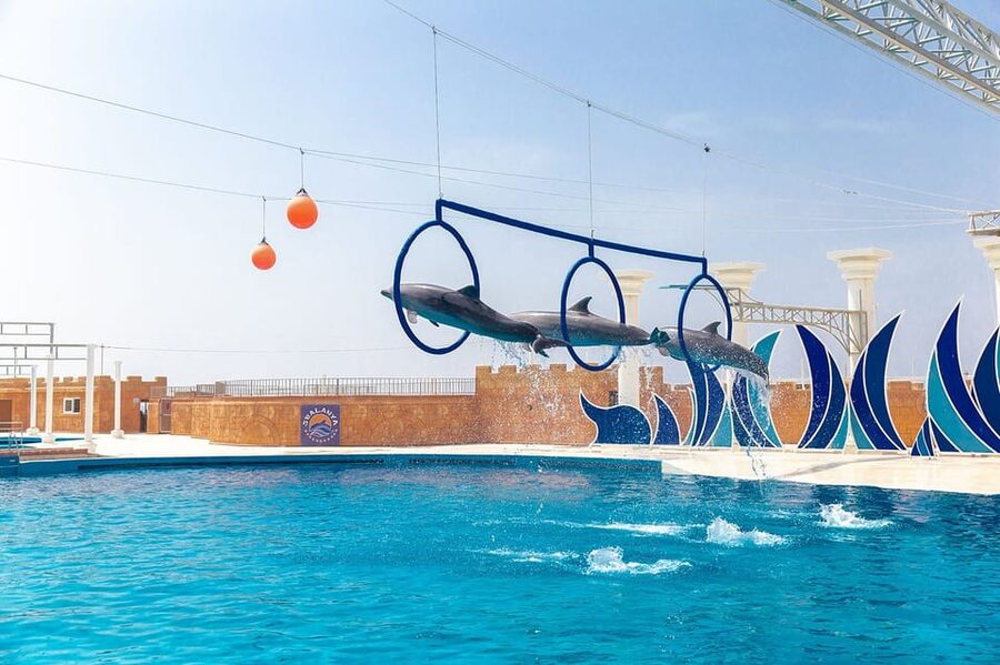 Dolphin Show Free Transfer From Alanya, Side, Kemer,Antalya - What You’re Really Paying For: Value at $64