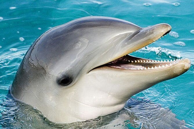 Dolphin Show & Photoshoot Package with Transfer from Hurghada - Dolphin Show and Photoshoot in Hurghada: What Makes It Work