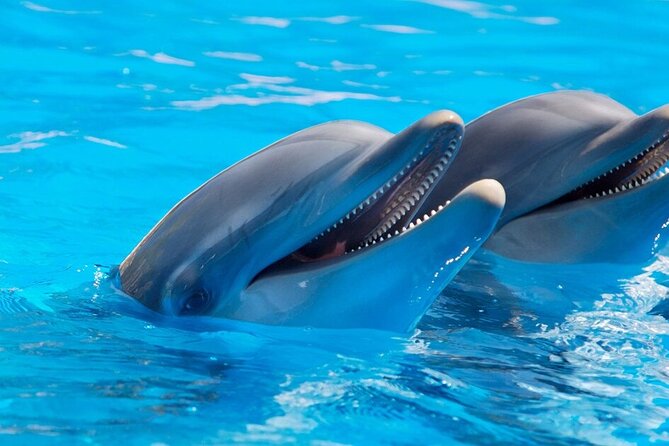 Dolphin Show & Photoshoot Package with Transfer from Hurghada - How the Photo Session Works: What You Get and How to Maximize It