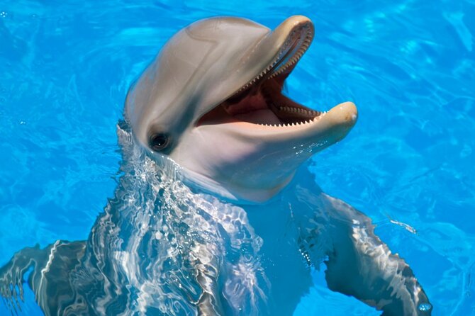 Dolphin Show & Photoshoot Package with Transfer from Hurghada - Price and Logistics: Transfers, Taxes, and What You Might Pay Extra