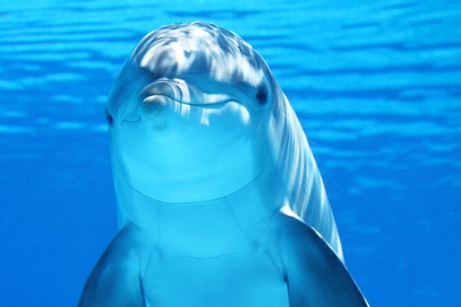 Dolphin Show & Photoshoot Package with Transfer from Hurghada - The Session Itself: Supervised Dolphin Interaction and a Real Show Moment