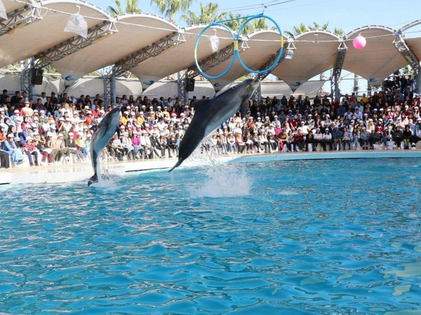 Dolphin Show Tour with Transfer from Alanya & Side - Quick Hits Before You Go