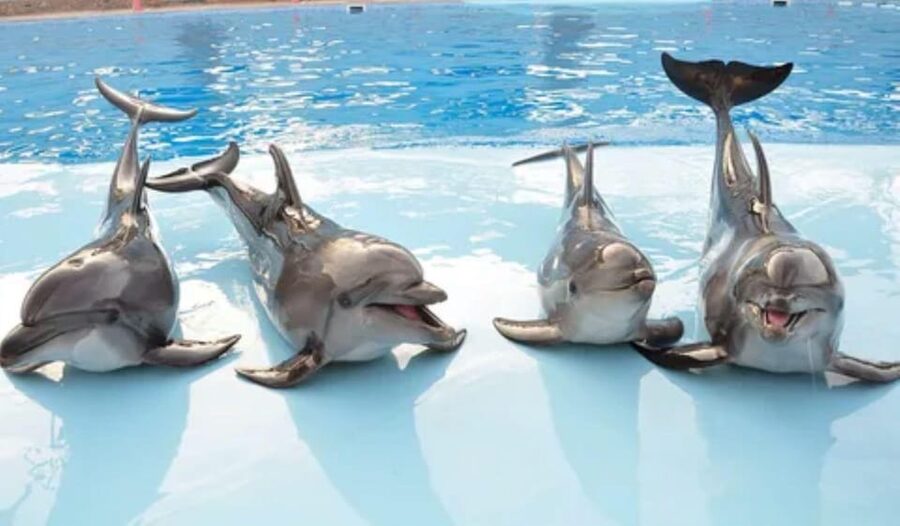 Dolphin Show Tour with Transfer from Alanya & Side - Hotel Pickup And The Mesut Meeting Plan