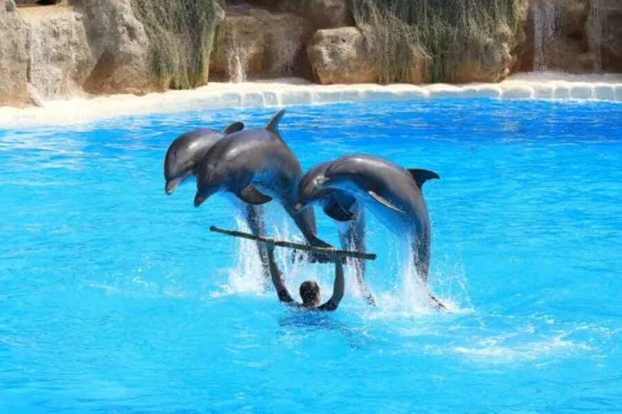 Dolphin Show Tour with Transfer from Alanya & Side - Inside The Arena: What The Dolphin Show Feels Like