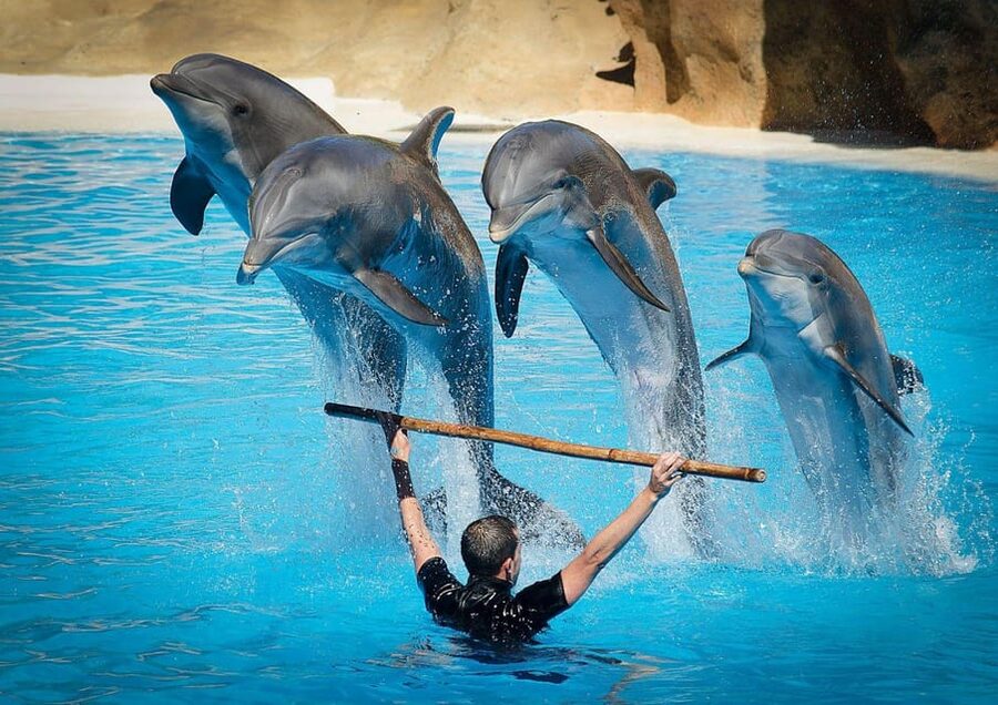 Dolphin Show Tour with Transfer from Alanya & Side - How Family-Friendly Works Here (For Real)
