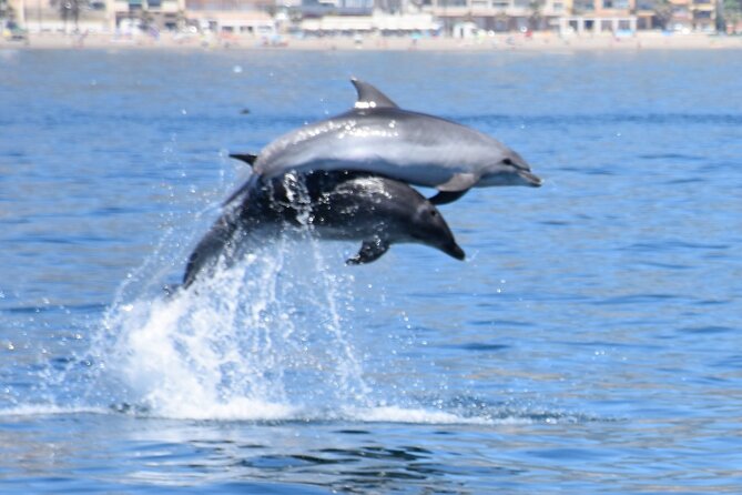 Dolphin Sightseeing Boat Tour from Benalmadena - Dolphin Sightseeing From Benalmádena: how the hunt really works