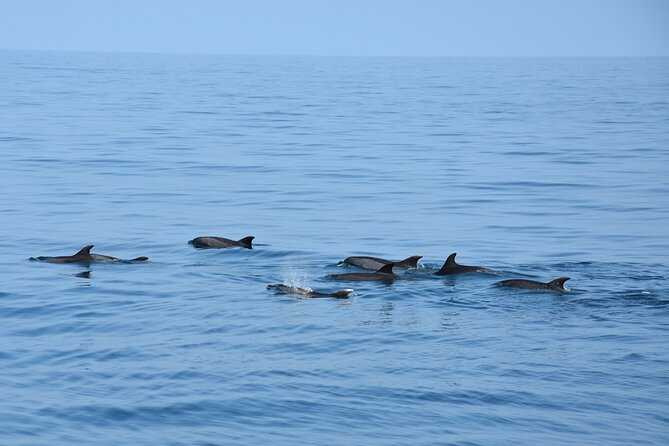 Dolphin Sightseeing Boat Tour from Benalmadena - Benalmádena coastline highlights from sea level: El-Bil-Bil, the stupa, and watchtowers